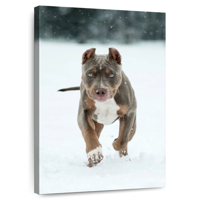 Brampt Pit Bull On Snow, 45" H x 30" W