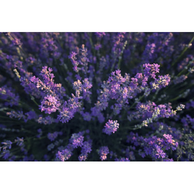 " Lavender Fields "