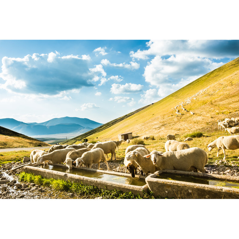Flock Of Sheep - Wrapped Canvas Print, 51cm H x 76cm W