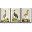 Heron Portrait I, ensemble de 3 toiles encadrées-97792283-97792276