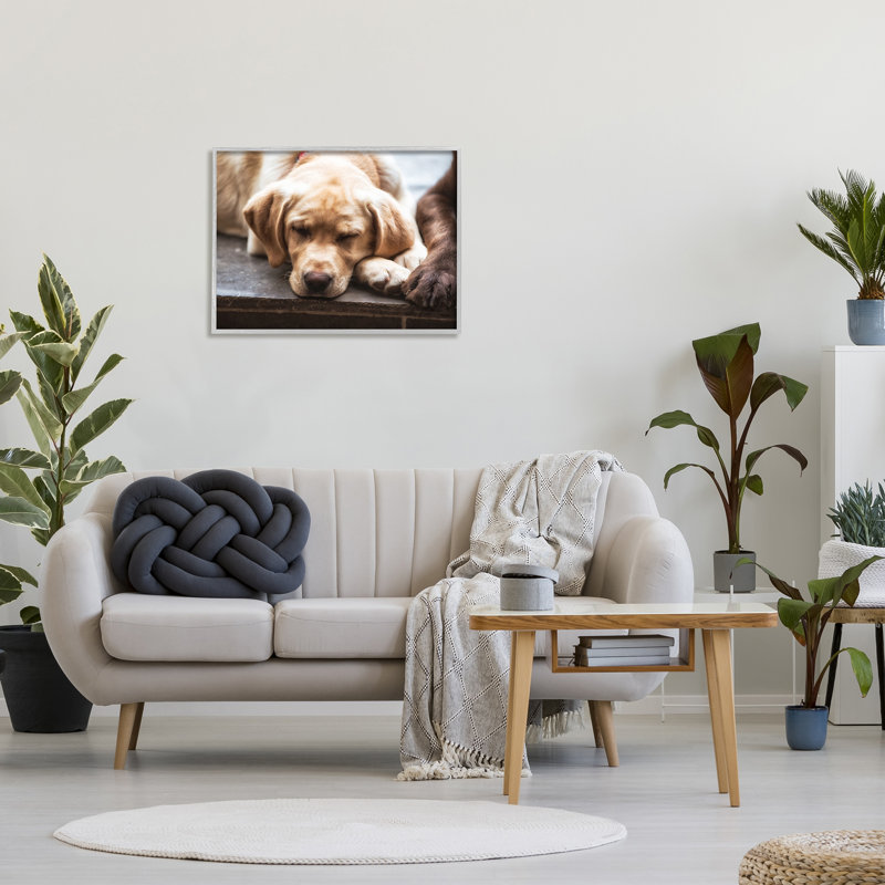 «Sweet Sleeping Dogs Resting Paws Animal» par James Dobson - photographie à cadre flottant sur toile