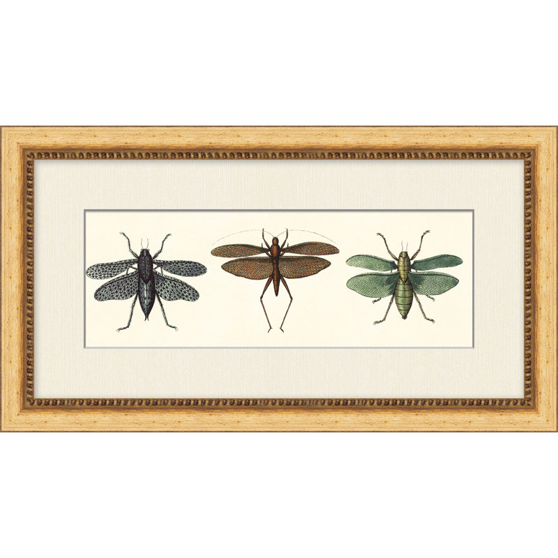Specimen Trio 2 Print by Lillian August