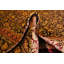 100% Silk Red Floral Qum  Square Oriental Rug 8x8