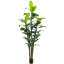 Dracaena Marginata-417982277