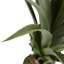 Teton Spiked Agave plante de sol en pot