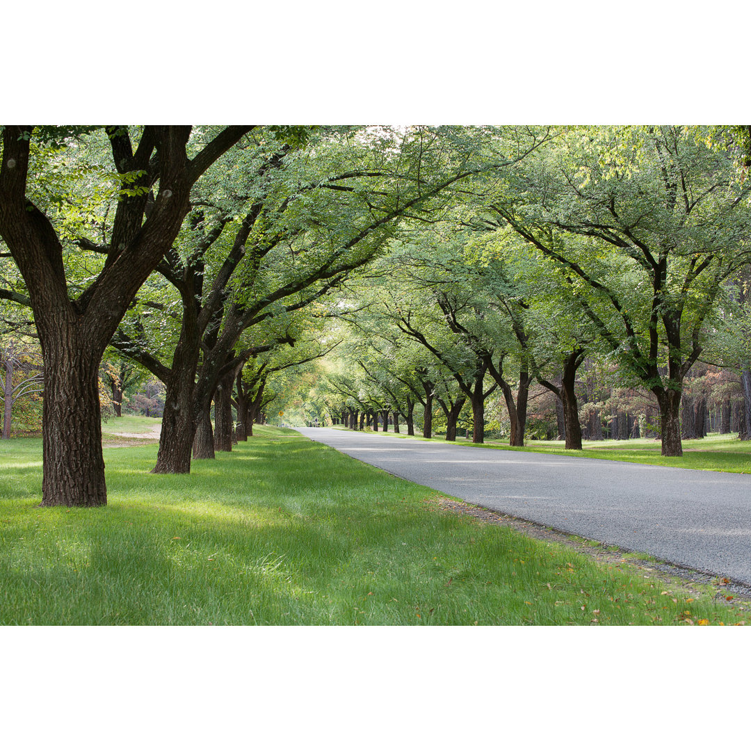 Leinwandbild Baumgesäumte Allee bei Slovegrove