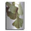 «Ginko Color On White» par Debra Van Swearingen-1797382373
