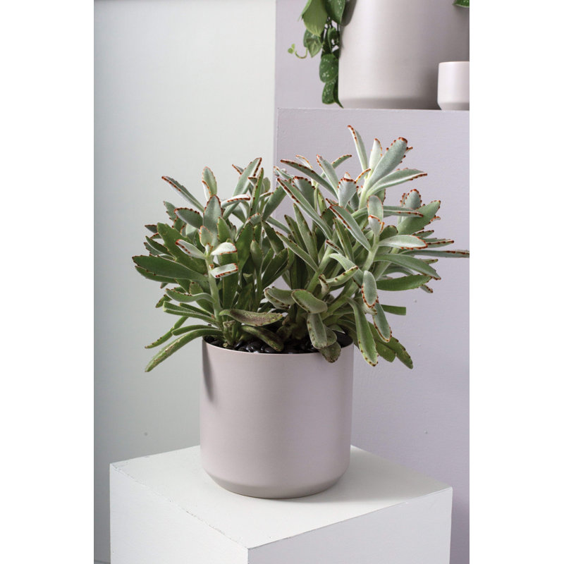 Parsons Handmade Ceramic Pot Planter, 9" H x 8.5" W x 8.5" D, Gray