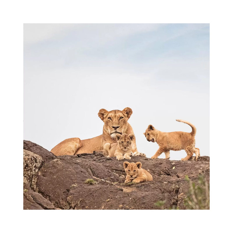 Colour Lioness & Cubs by Klaus Tiedge - Print on Canvas, 30.48 cm H x 30.48 cm W, Wrapped Canvas