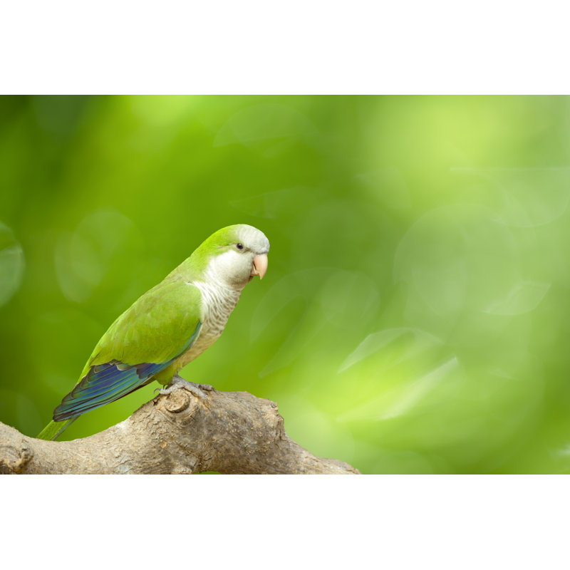 Monk Parakeet - Wrapped Canvas Print, 30cm H x 46cm W x 3.8cm D