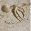 6" x 6" SeaStone Cement Squid Fossil Impression Bevel Edge Medallion Tile in Buff