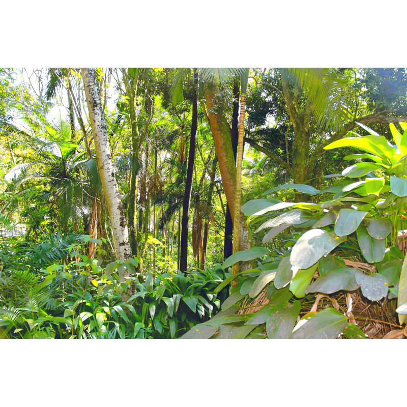 Fantastic Sample Of Rainforest by Mspoli - Wrapped Canvas Print, 30cm H x 46cm W