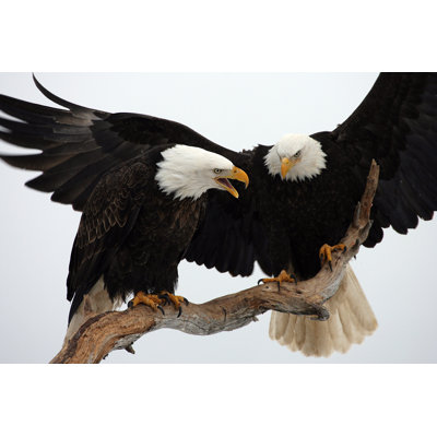 " Two Bald Eagles " by Leonardophoto