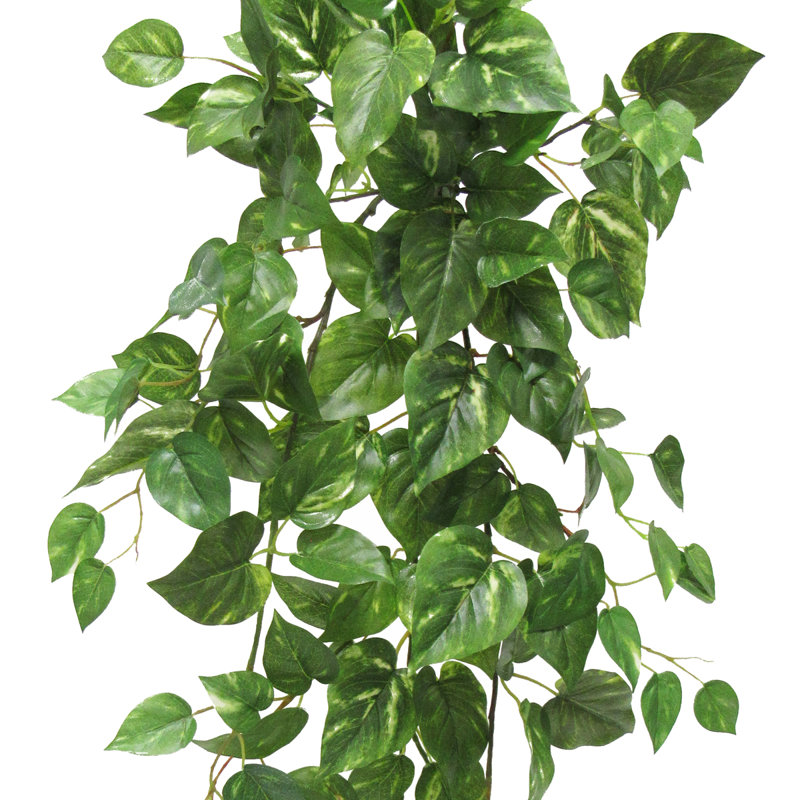 Plante suspendue 35 po Pothos Ivy