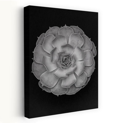 «Succulent Graptoveria Baw 001 Abstract Contemporary Cactus Succulent Landscape Nature», art mural