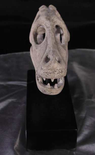 Raptor Dinosaur Skull Life Size Statue
