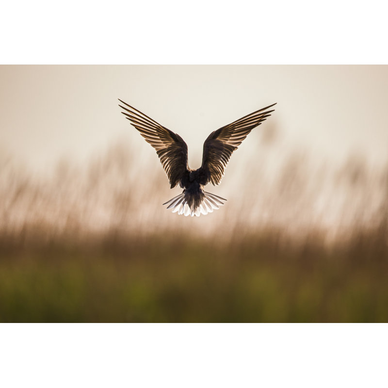 Grey Heron Flying in Nature by Skynesher, 32" H x 48" W