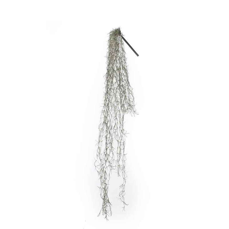 115cm Ficus Plant
