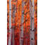 "automne splendor" par don schwartz, reproduction d’art sur toile tendue-15923751