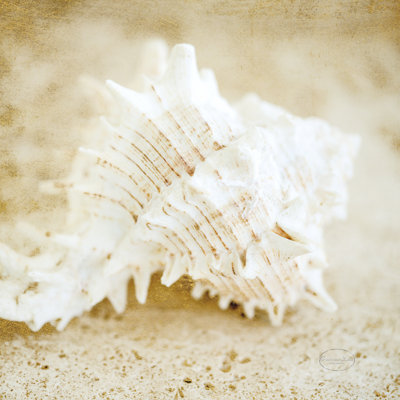 Golden Seashore Shells 1 Piece Wrapped Canvas Wall Art