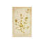 Pressed Flowers IV Print by Michelle Bennett-26931554-26931557