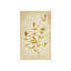 Pressed Flowers IV Print by Michelle Bennett-26931555-26931556