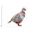 Partridge - Graphic Art-19560111-74876758-74876759