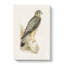 Merlin Falcon by Von Wright - Wrapped Canvas-55310824