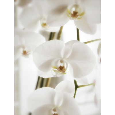 " White Orchids " by Savanah Plank