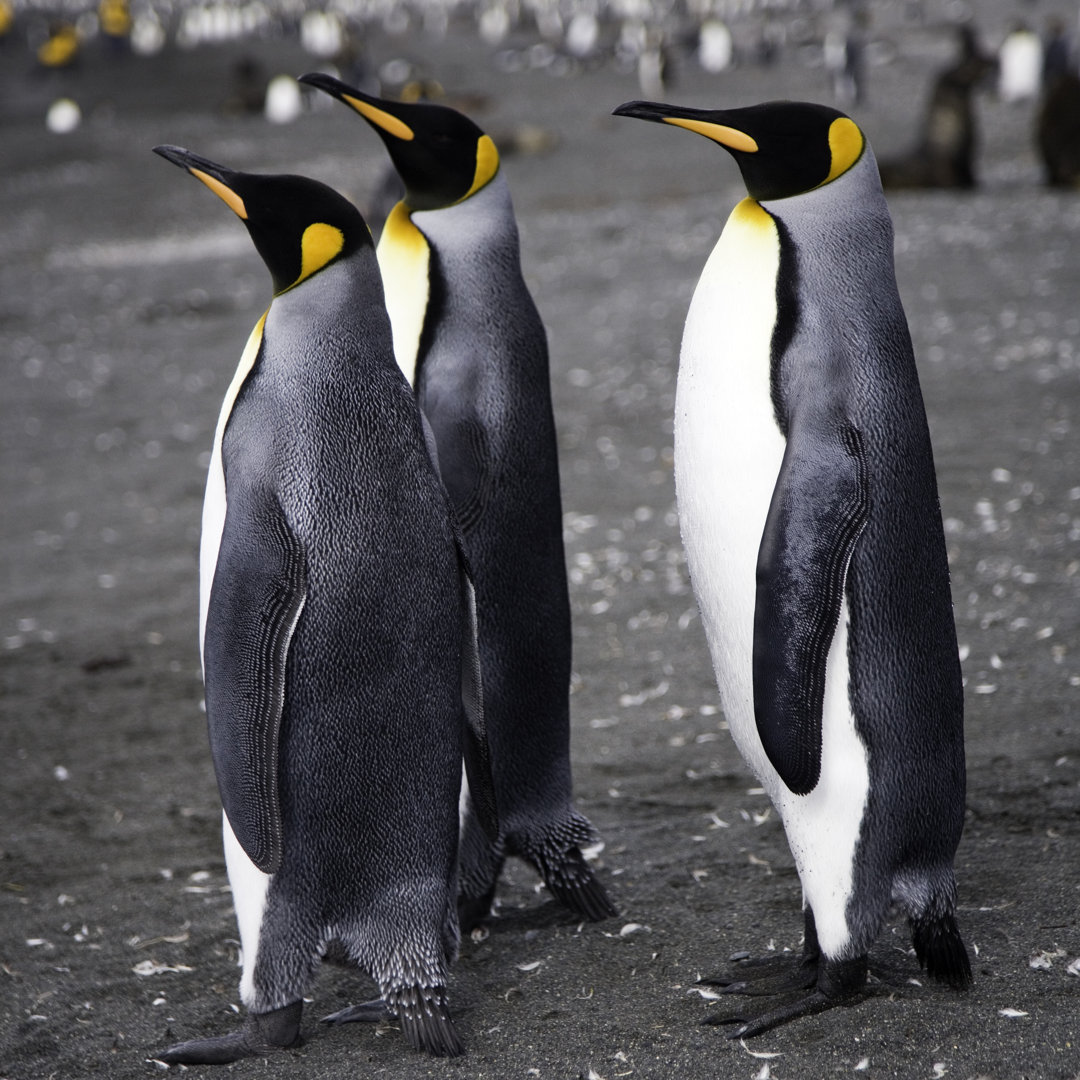 Drei Königspinguine von Mlenny - Leinwandbild