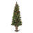 Crestwood Spruce Entrance Tree-40859030-107904414