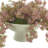 Organic Modern Weeping Laurel Arrangement