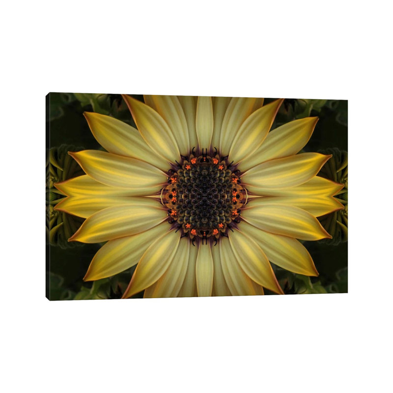 Cape Daisy Sun Star by Alyson Fennell - Wrapped Canvas Gallery-Wrapped Canvas Giclée, 20.32 cm H x 30.48 cm W