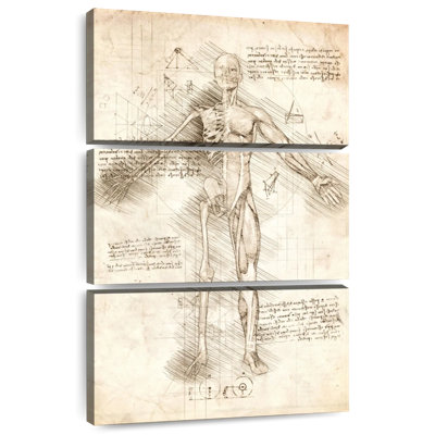 Human Male Skeleton