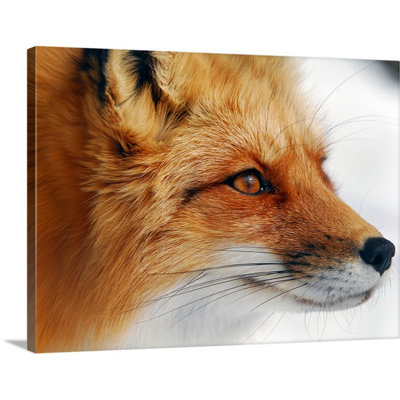 « red fox » par alain turgeon, reproduction de photo sur toile