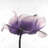 anemone flower - 32"x32" art on canvas