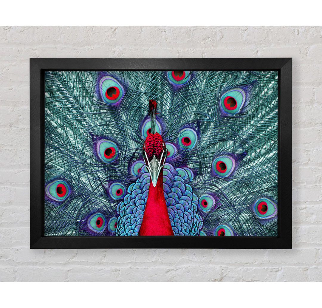 Peacock Beauty - Einzelner Bilderrahmen Kunstdrucke