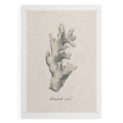 Shore Treasure Study II - Impression sur toile seulement - NON-CADRE