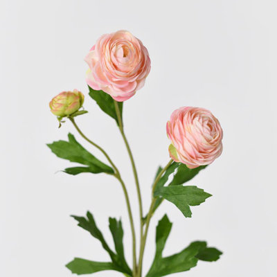 Fleurs de rose bouton d'or persan Audet
