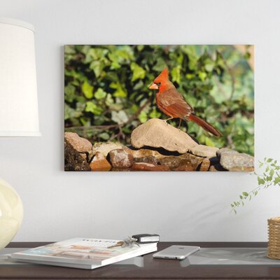 Northern Cardinal Male, Santa Rita Mountains, Arizona' Photographic Print on Wrapped Canvas -  East Urban Home, 81E66AC1D40B4EF2B2502050A082C88E