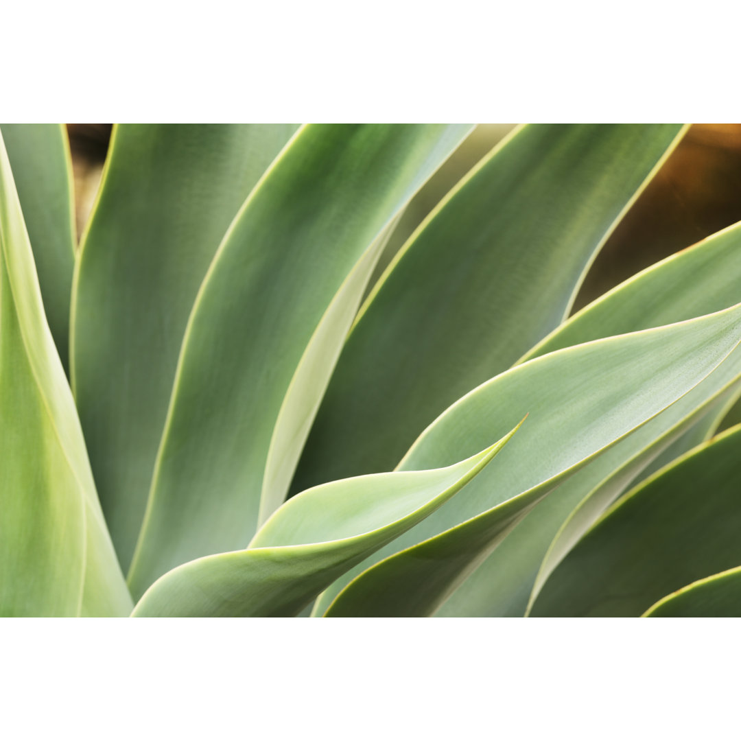 Agave sukkulente Pflanze Blätter