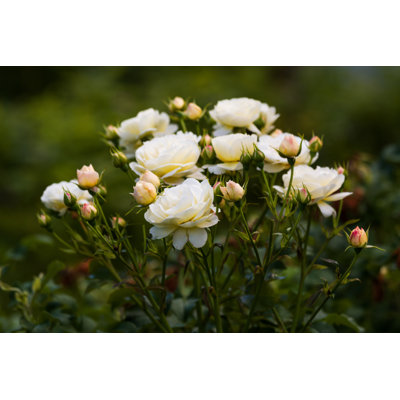 " Bush Of White Roses In The Summer Garden " by Magrig