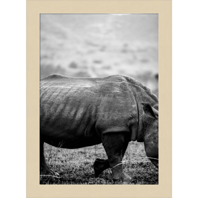Pepperidge "Black Rhino" Print