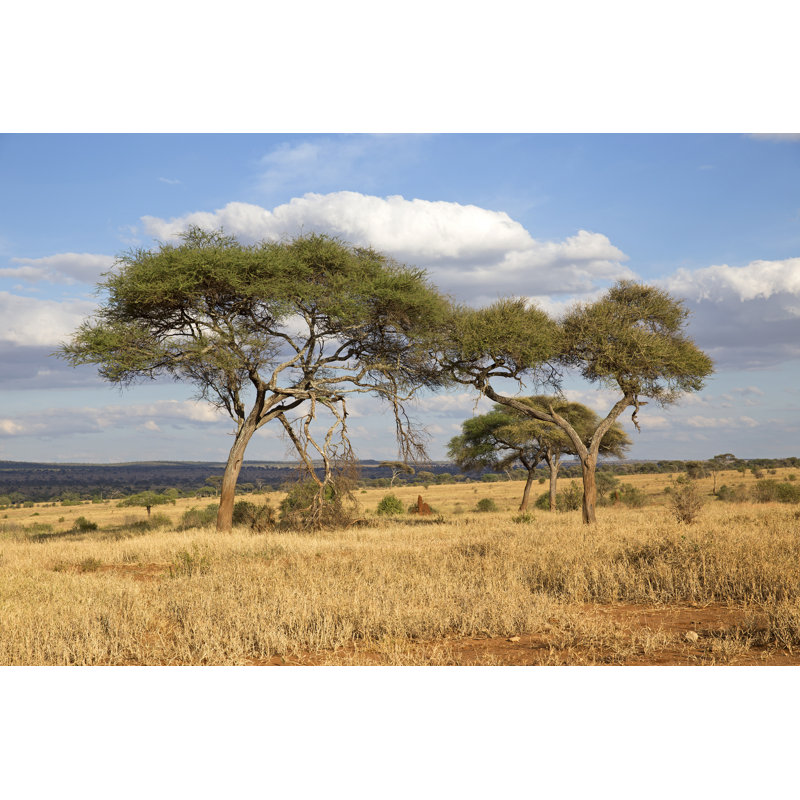 Ridgeland African Savannah by Alblec - Wrapped Canvas Print, 81cm H x 122cm W x 3.8cm D