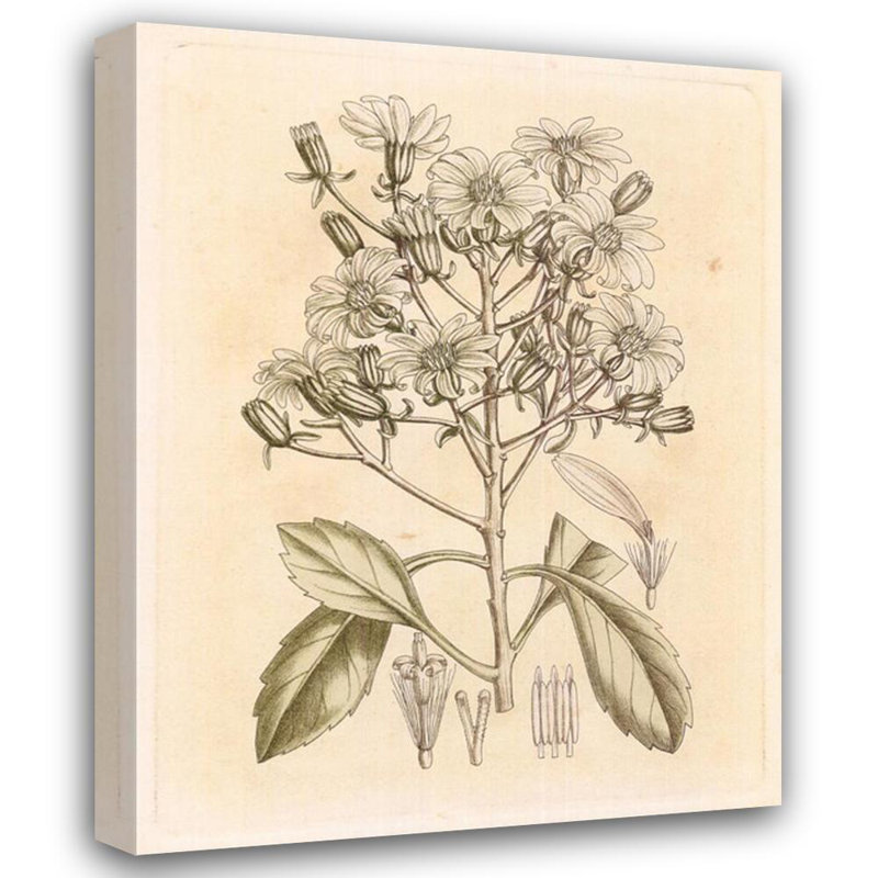 Petit botanique teinté I, H 18 po x l 14 po