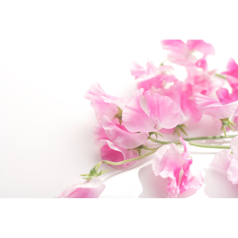 " Pink Sweet Pea " by Yumehana, 8" H x 12" W