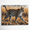 «Cats Savannah Brown», art mural sur toile