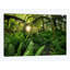 Hoh Rainforest - reproduction de photo sur toile-30305798-72568799-72568804