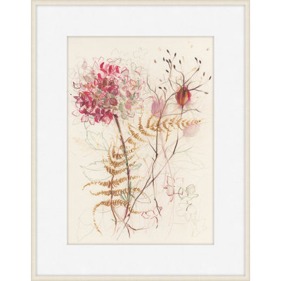Hydrangea And Fern 1 Framed Drawing Print
