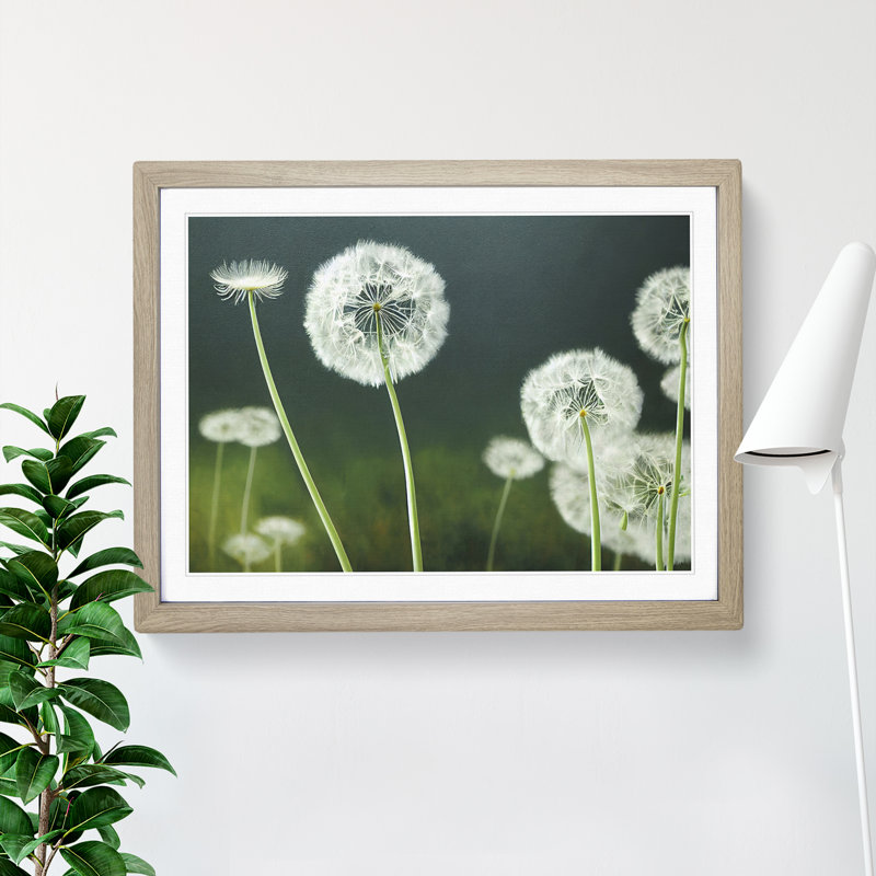 Mesmerising Dandelion Flowers - Single Picture Frame Print, 46cm H x 64cm W x 2cm D, Oak